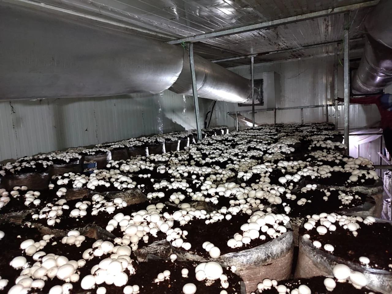 Growing room full of fresh button mushrooms at Divin Mushroom Farm, Barona, Kharkhoda