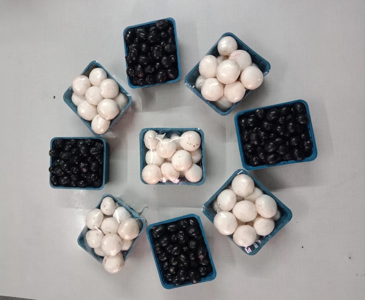 Fresh button mushrooms packed in punnets