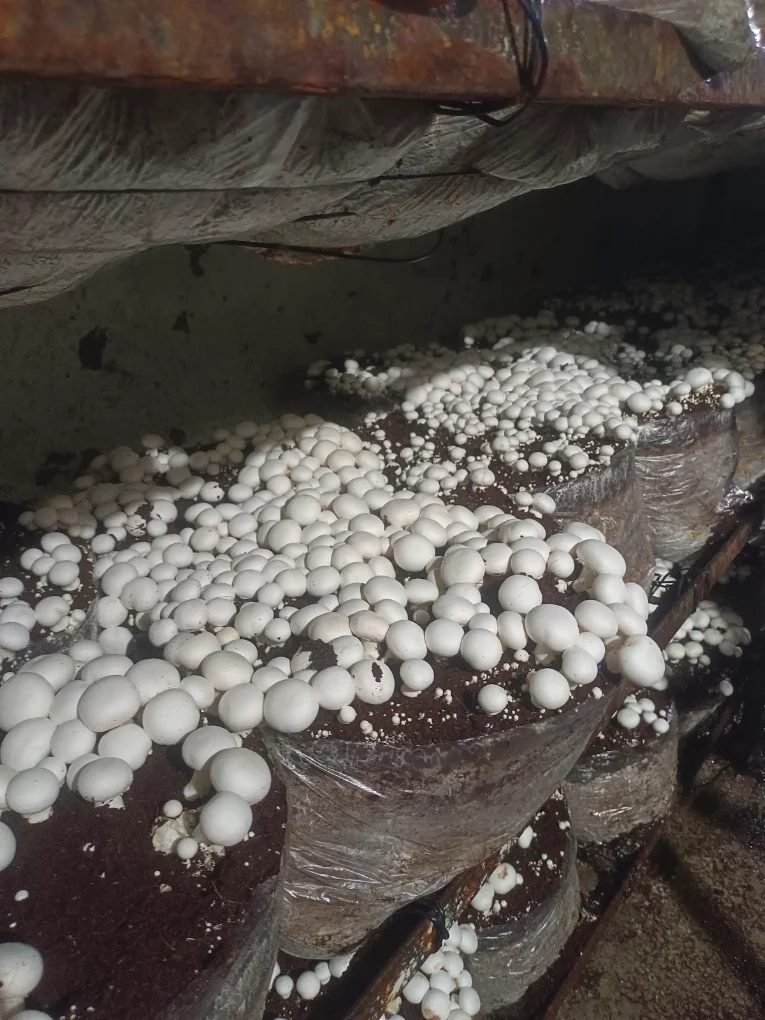 Button mushrooms ready for harvest on compost bags