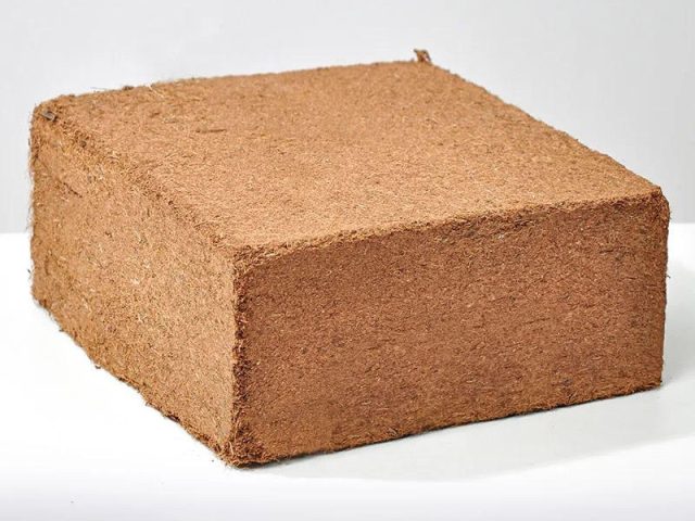 Cocopeat blocks – Divin Mushroom Farm
