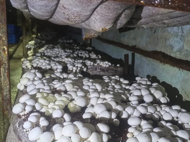 Fresh white button mushrooms growing on compost beds at Divin Mushroom Farm, Kharkhoda