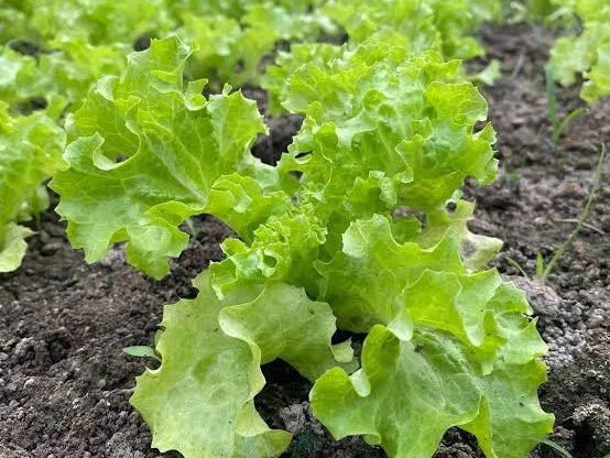 Fresh lettuce from Divin Mushroom Farm, Kharkhoda
